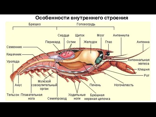 Текст 1 Текст 2 Особенности внутреннего строения