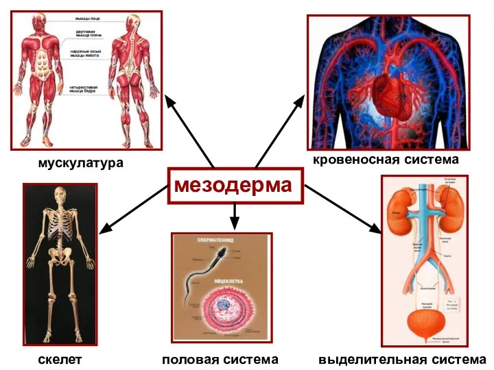 мезодерма мускулатура кровеносная система скелет выделительная система половая система