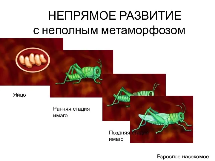 НЕПРЯМОЕ РАЗВИТИЕ с неполным метаморфозом Яйцо Ранняя стадия имаго Поздняя стадия имаго Взрослое насекомое