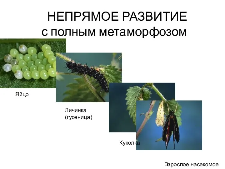 НЕПРЯМОЕ РАЗВИТИЕ с полным метаморфозом Яйцо Личинка (гусеница) Куколка Взрослое насекомое