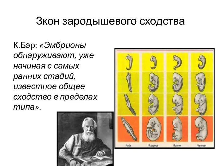 Зкон зародышевого сходства К.Бэр: «Эмбрионы обнаруживают, уже начиная с самых ранних