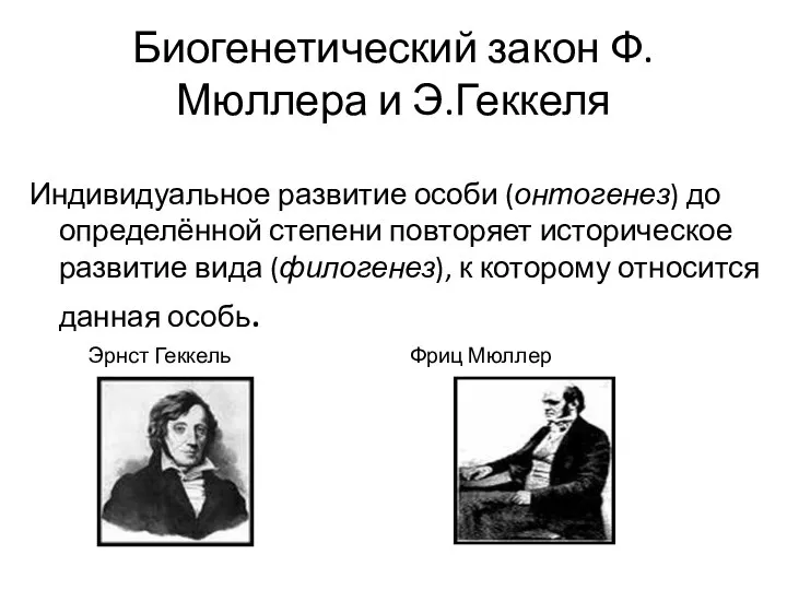 Биогенетический закон Ф.Мюллера и Э.Геккеля Индивидуальное развитие особи (онтогенез) до определённой