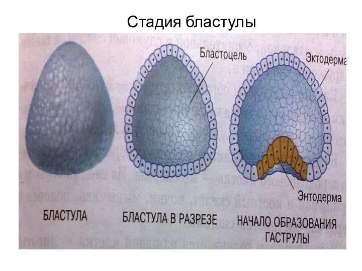 Стадия бластулы