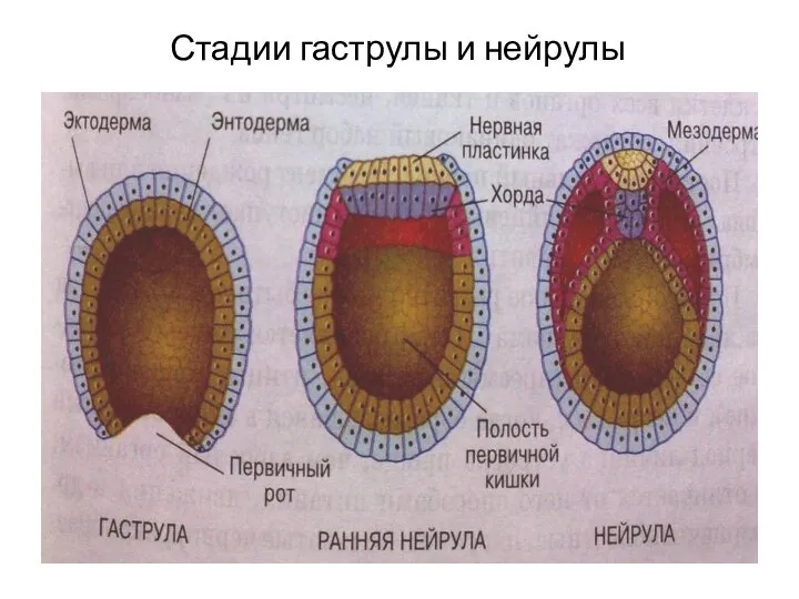 Стадии гаструлы и нейрулы