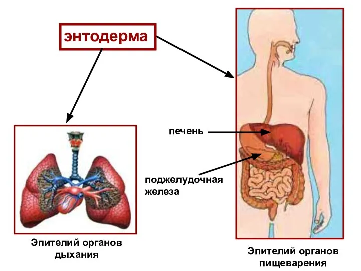энтодерма Эпителий органов дыхания Эпителий органов пищеварения печень поджелудочная железа