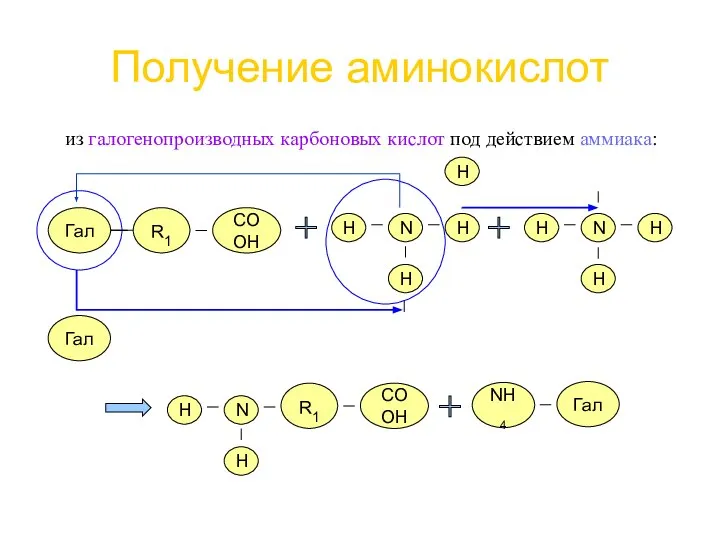 Получение аминокислот из галогенопроизводных карбоновых кислот под действием аммиака: R1 Гал