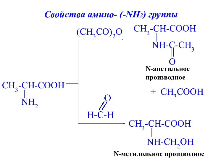 (CH3СO)2O N-метилольное производное + CH3COOH N-ацетильное производное Свойства амино- (-NH2) группы