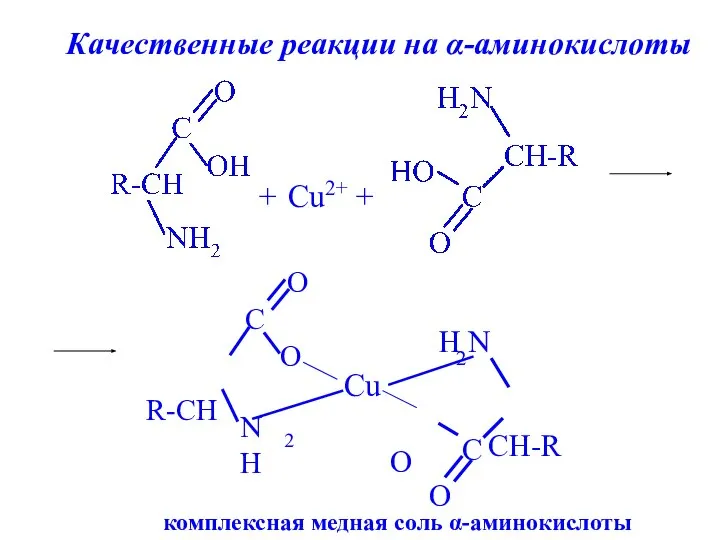 + Cu2+ + комплексная медная соль α-аминокислоты Качественные реакции на α-аминокислоты