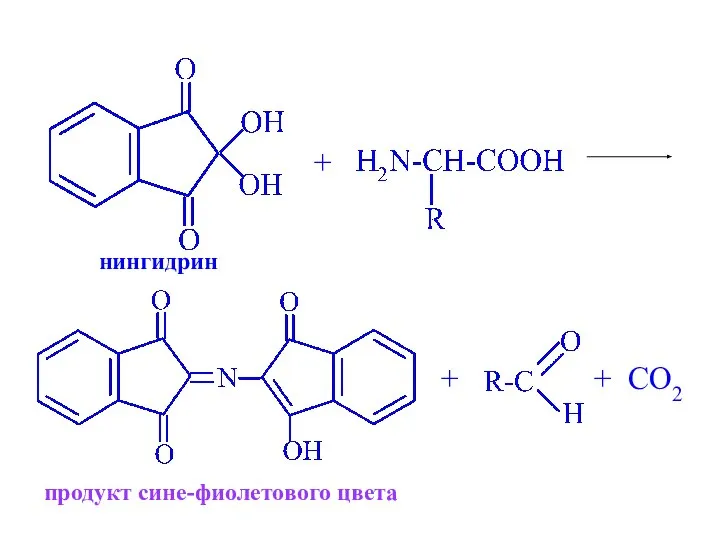+ + + CO2 нингидрин продукт сине-фиолетового цвета