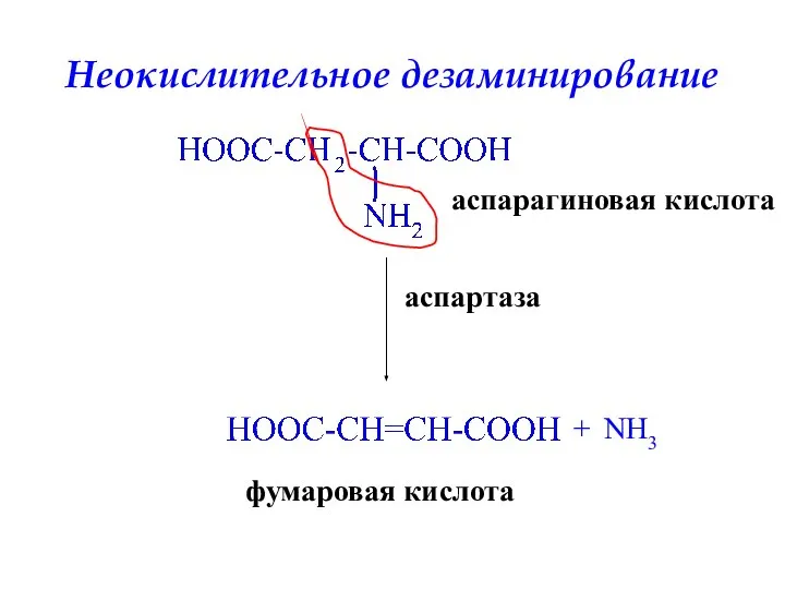 Неокислительное дезаминирование аспартаза + NH3 аспарагиновая кислота фумаровая кислота