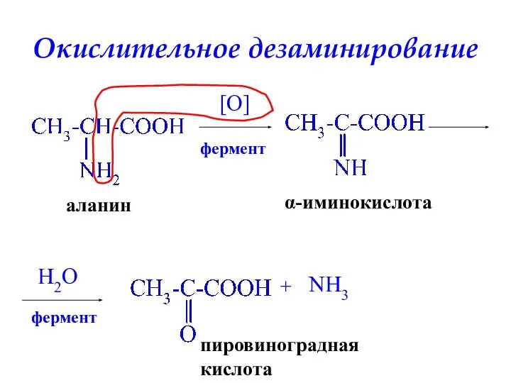 Окислительное дезаминирование аланин [O] фермент α-иминокислота H2O фермент пировиноградная кислота + NH3