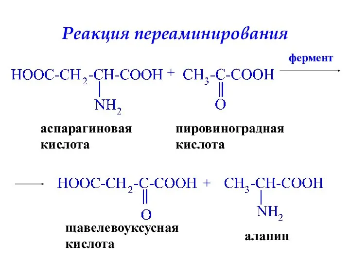 Реакция переаминирования аспарагиновая кислота + фермент + пировиноградная кислота щавелевоуксусная кислота аланин