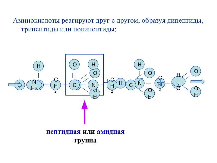 Аминокислоты реагируют друг с другом, образуя дипептиды, трипептиды или полипептиды: N