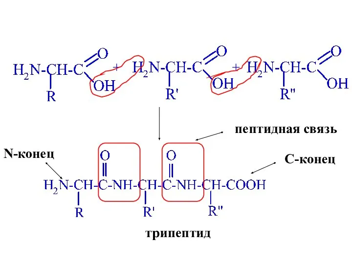 + + трипептид пептидная связь N-конец C-конец