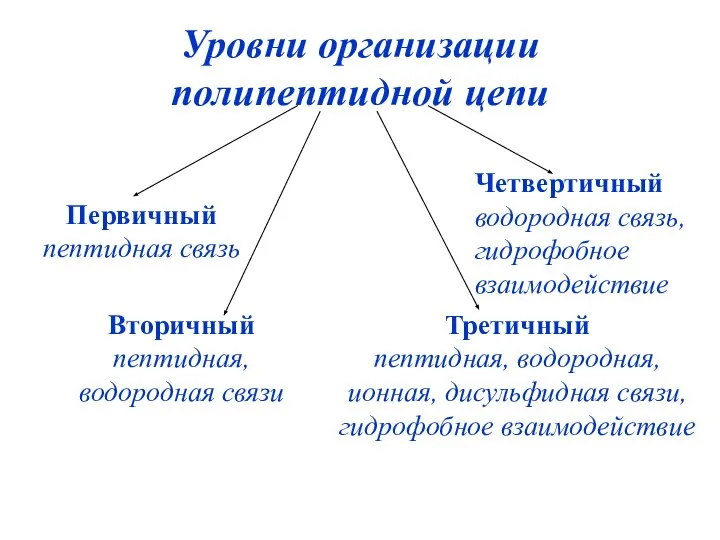 Уровни организации полипептидной цепи Первичный пептидная связь Вторичный пептидная, водородная связи