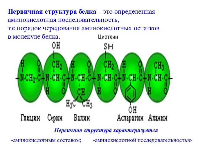 Первичная структура белка – это определенная аминокислотная последовательность, т.е.порядок чередования аминокислотных