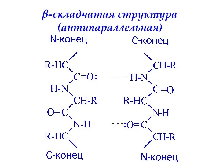 β-складчатая структура (антипараллельная)