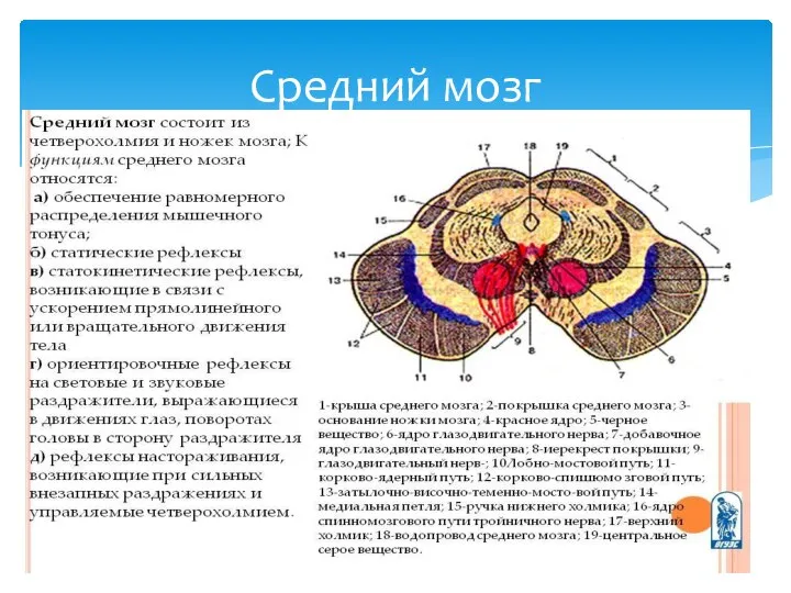 Средний мозг