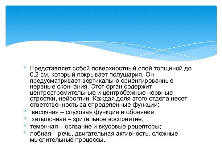 Представляет собой поверхностный слой толщиной до 0,2 см, который покрывает полушария.