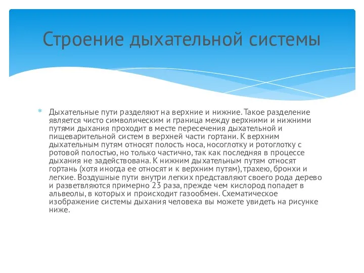 Дыхательные пути разделяют на верхние и нижние. Такое разделение является чисто