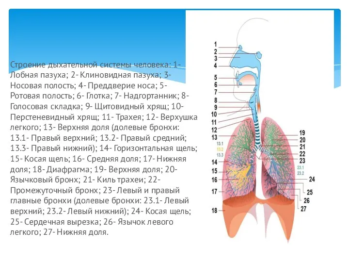 Строение дыхательной системы человека: 1- Лобная пазуха; 2- Клиновидная пазуха; 3-