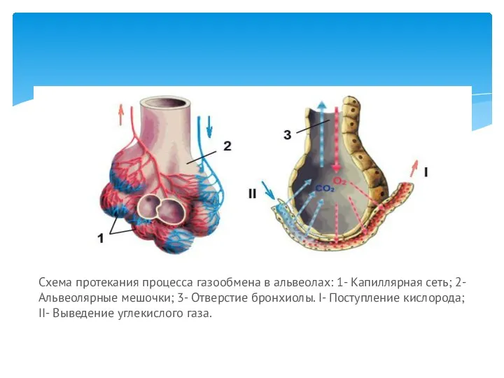 Схема протекания процесса газообмена в альвеолах: 1- Капиллярная сеть; 2- Альвеолярные