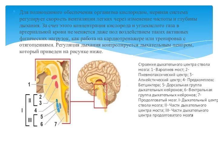 Для полноценного обеспечения организма кислородом, нервная система регулирует скорость вентиляции легких