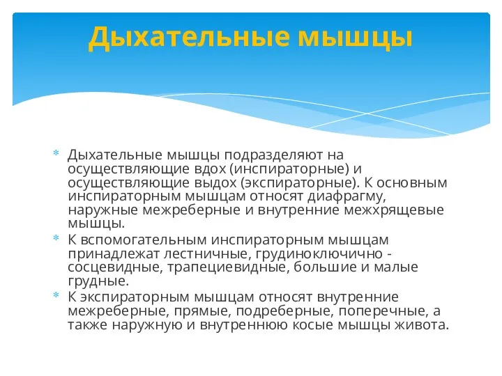 Дыхательные мышцы подразделяют на осуществляющие вдох (инспираторные) и осуществляющие выдох (экспираторные).