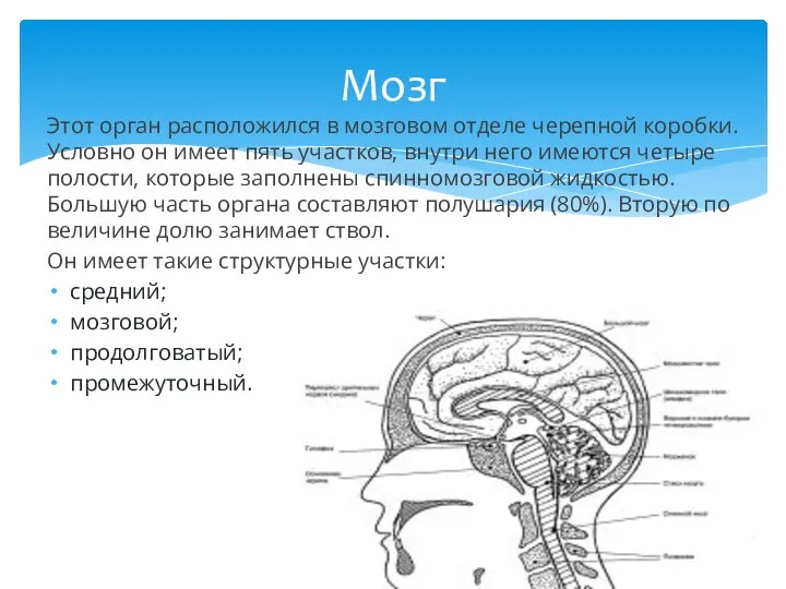 Этот орган расположился в мозговом отделе черепной коробки. Условно он имеет