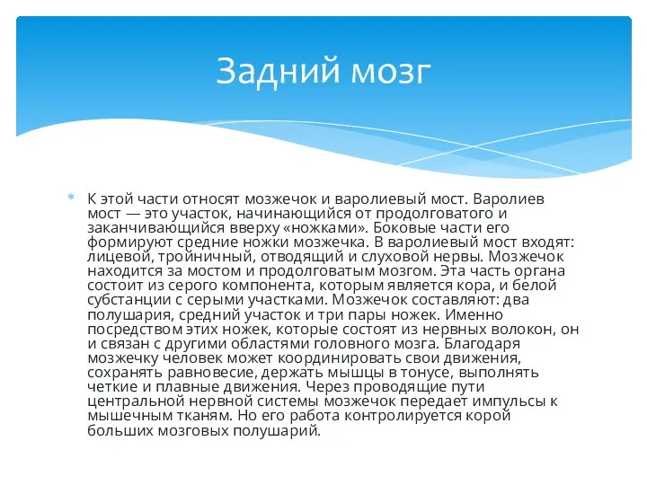 К этой части относят мозжечок и варолиевый мост. Варолиев мост —