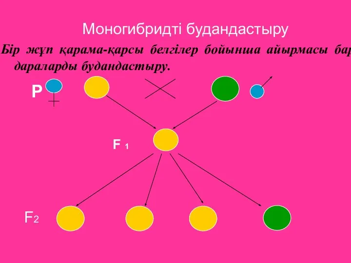 Моногибридті будандастыру Бір жұп қарама-қарсы белгілер бойынша айырмасы бар дараларды будандастыру. P F 1 F2