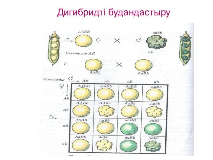 Дигибридті будандастыру