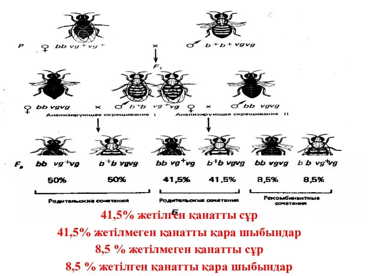 41,5% жетілген қанатты сұр 41,5% жетілмеген қанатты қара шыбындар 8,5 %