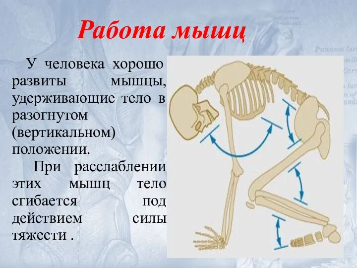 У человека хорошо развиты мышцы, удерживающие тело в разогнутом (вертикальном) положении.