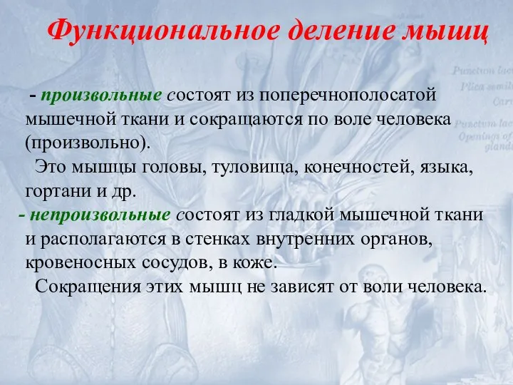 Функциональное деление мышц - произвольные состоят из поперечнополосатой мышечной ткани и