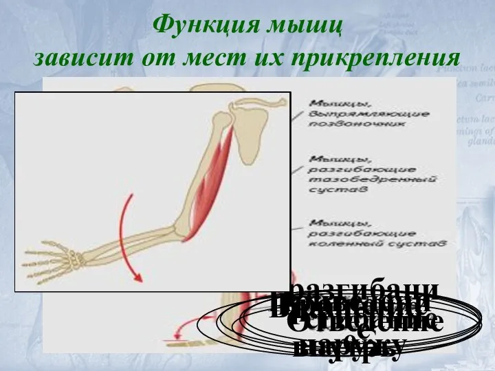 Приведение Вращение наружу Отведение Вращение внутрь сгибание разгибание Функция мышц зависит от мест их прикрепления