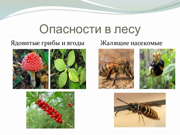 Опасности в лесу Ядовитые грибы и ягоды Жалящие насекомые