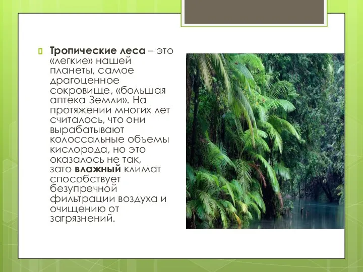 Тропические леса – это «легкие» нашей планеты, самое драгоценное сокровище, «большая