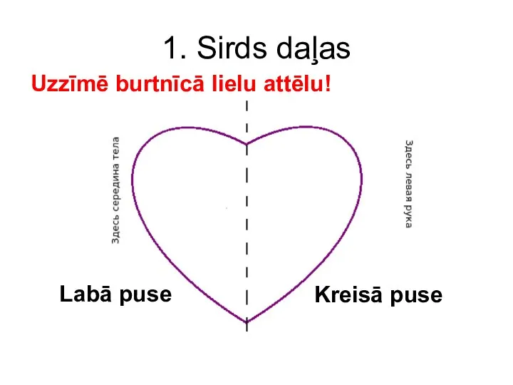 1. Sirds daļas Uzzīmē burtnīcā lielu attēlu! Labā puse Kreisā puse