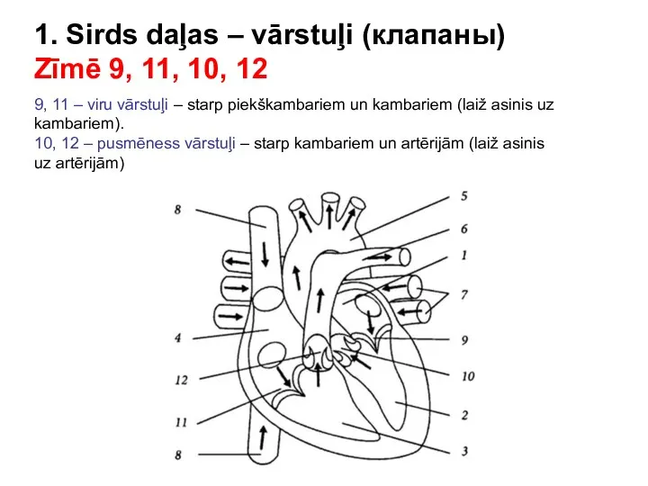 1. Sirds daļas – vārstuļi (клапаны) Zīmē 9, 11, 10, 12