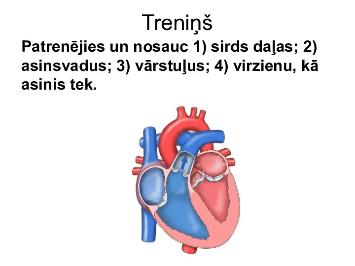 Treniņš Patrenējies un nosauc 1) sirds daļas; 2) asinsvadus; 3) vārstuļus; 4) virzienu, kā asinis tek.