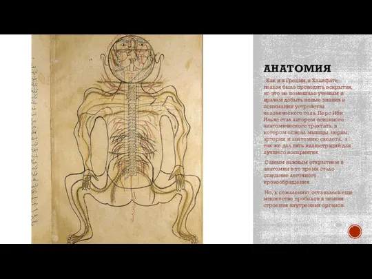 АНАТОМИЯ Как и в Греции, в Халифате нельзя было проводить вскрытия,