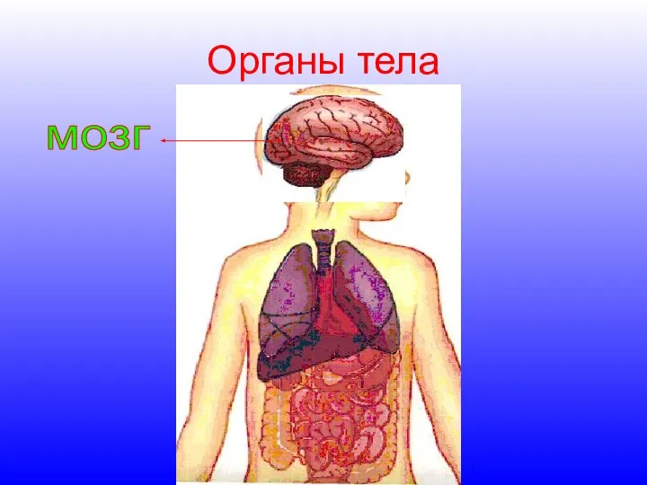 Органы тела мозг