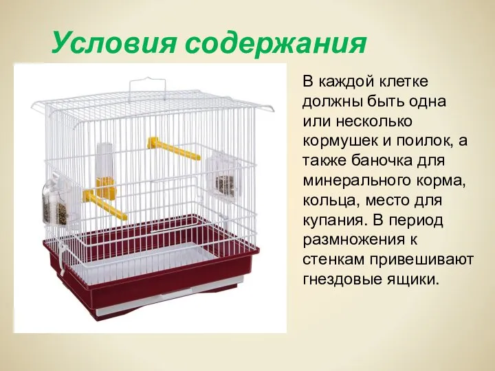 Условия содержания птиц В каждой клетке должны быть одна или несколько