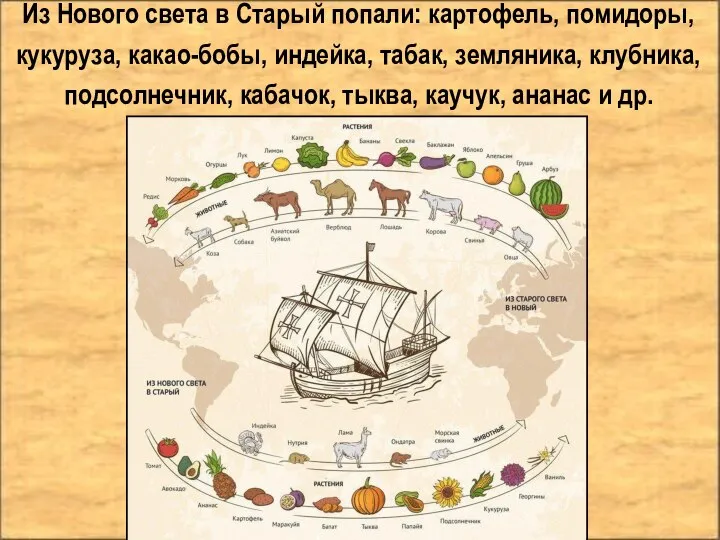 Из Нового света в Старый попали: картофель, помидоры, кукуруза, какао-бобы, индейка,