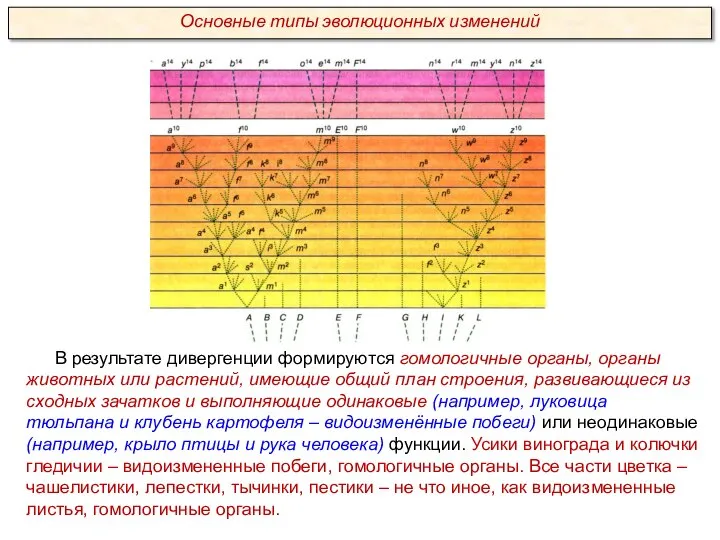 В результате дивергенции формируются гомологичные органы, органы животных или растений, имеющие