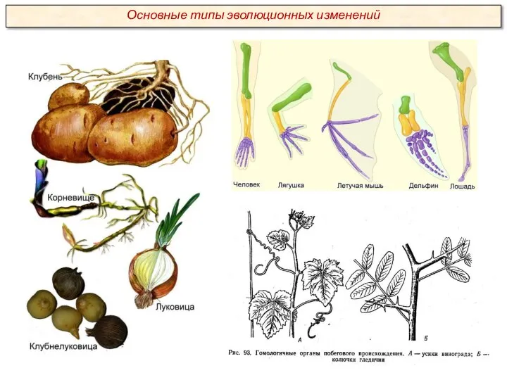 Основные типы эволюционных изменений