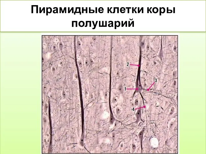 Пирамидные клетки коры полушарий