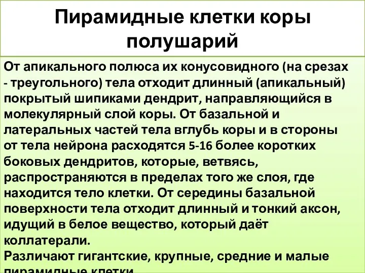 Пирамидные клетки коры полушарий От апикального полюса их конусовидного (на срезах