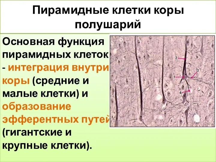 Пирамидные клетки коры полушарий Основная функция пирамидных клеток - интеграция внутри